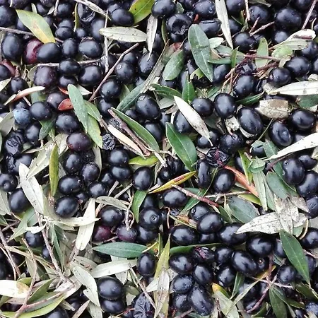 Sant' Anna Orti * Reggio di Calabria