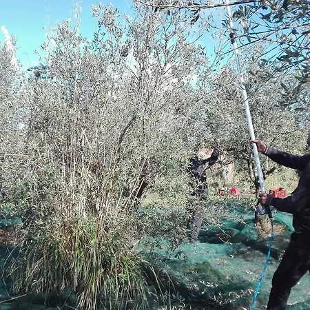 Sant' Anna Orti Reggio di Calabria