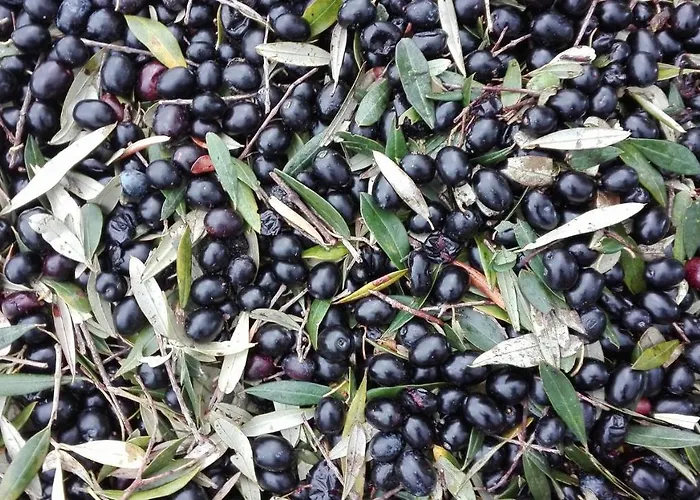 Sant' Anna Orti * Reggio di Calabria